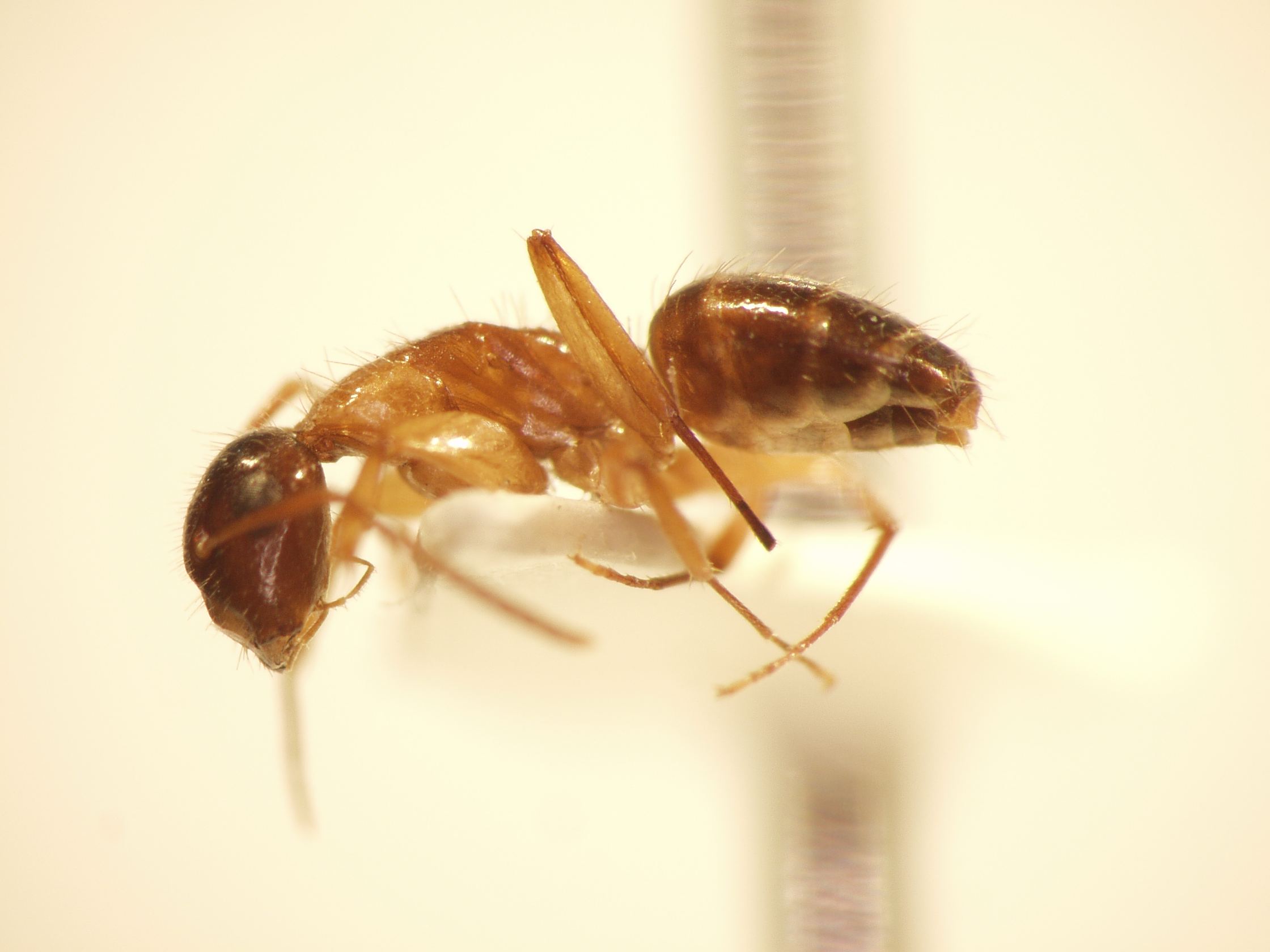 Camponotus 55 lateral