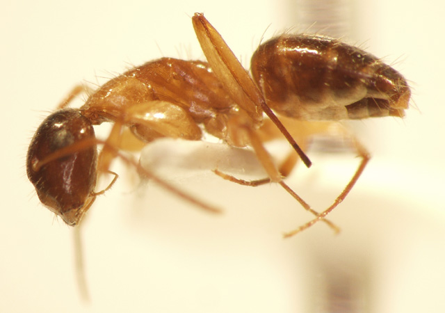 Camponotus 55 lateral