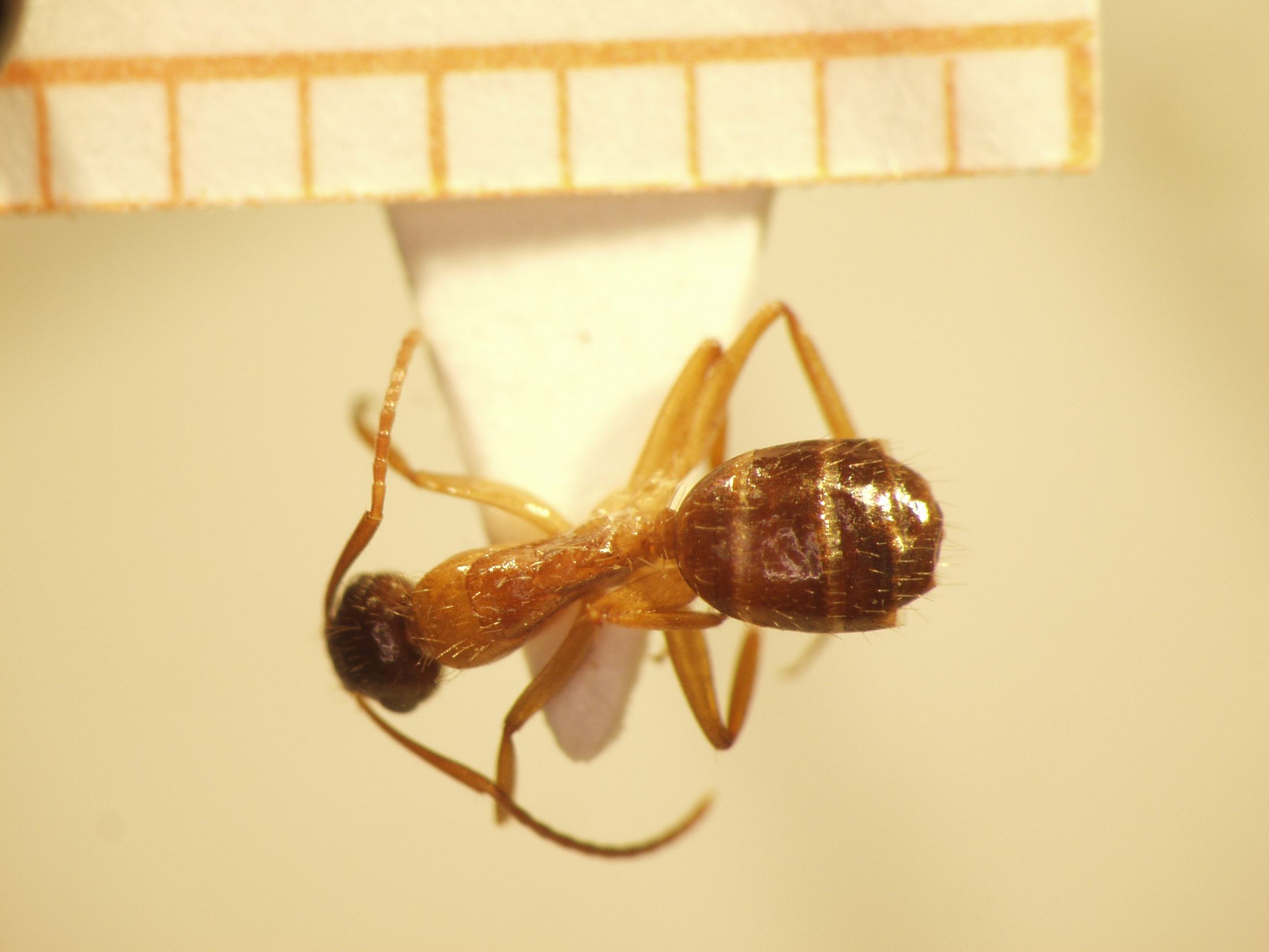 Camponotus 55 dorsal