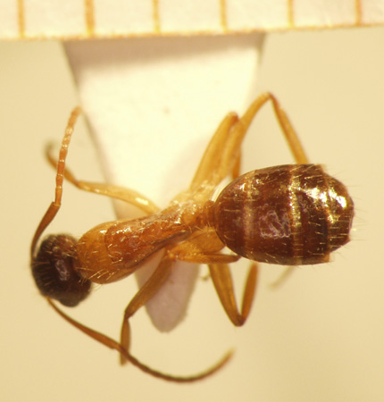 Camponotus 55 dorsal