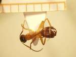 Camponotus 55 dorsal