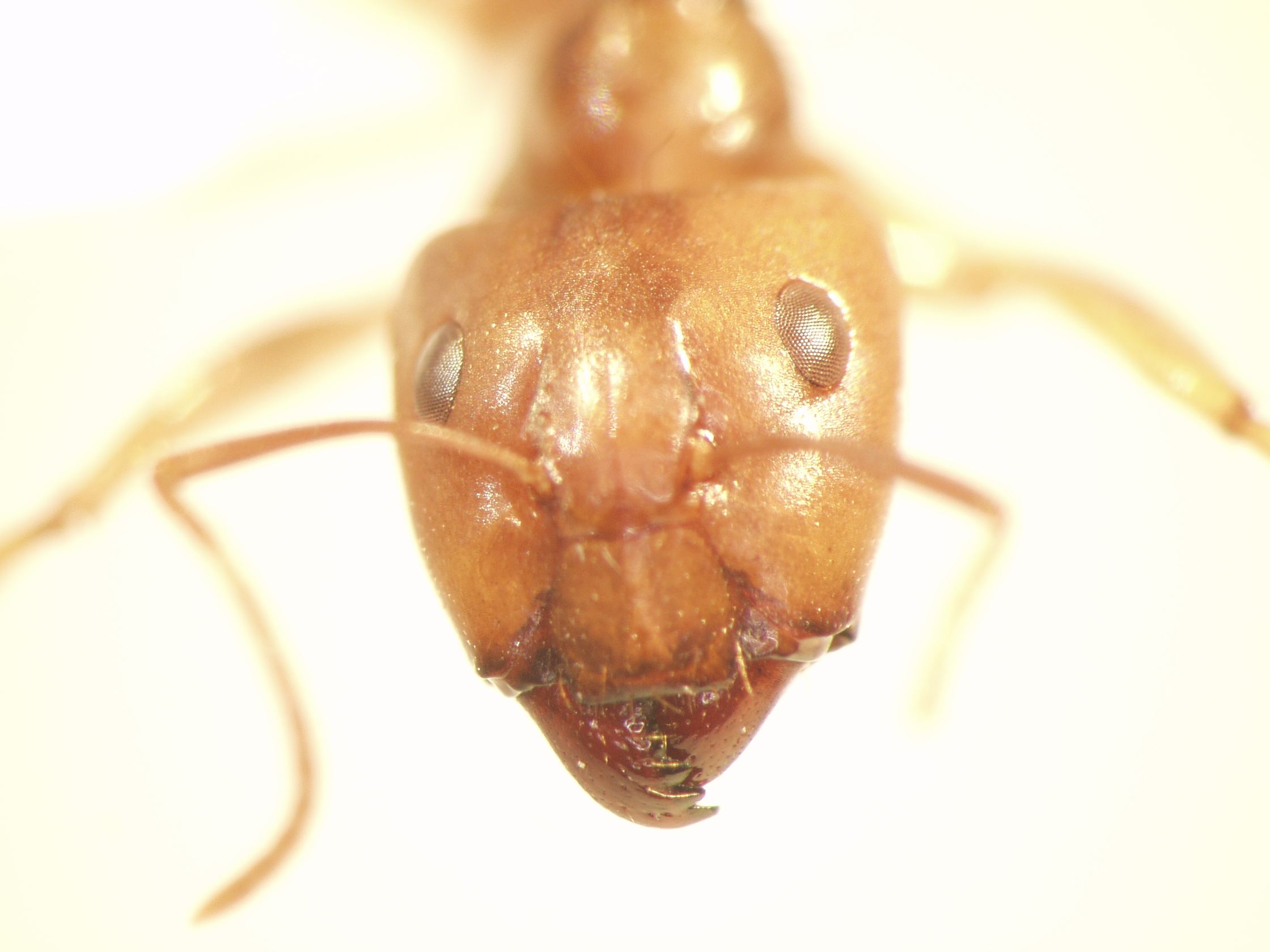 Camponotus 56 frontal