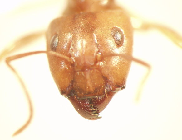 Camponotus 56 frontal