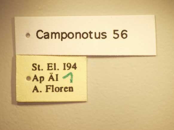 Camponotus 56 Label