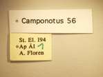 Camponotus 56 Label