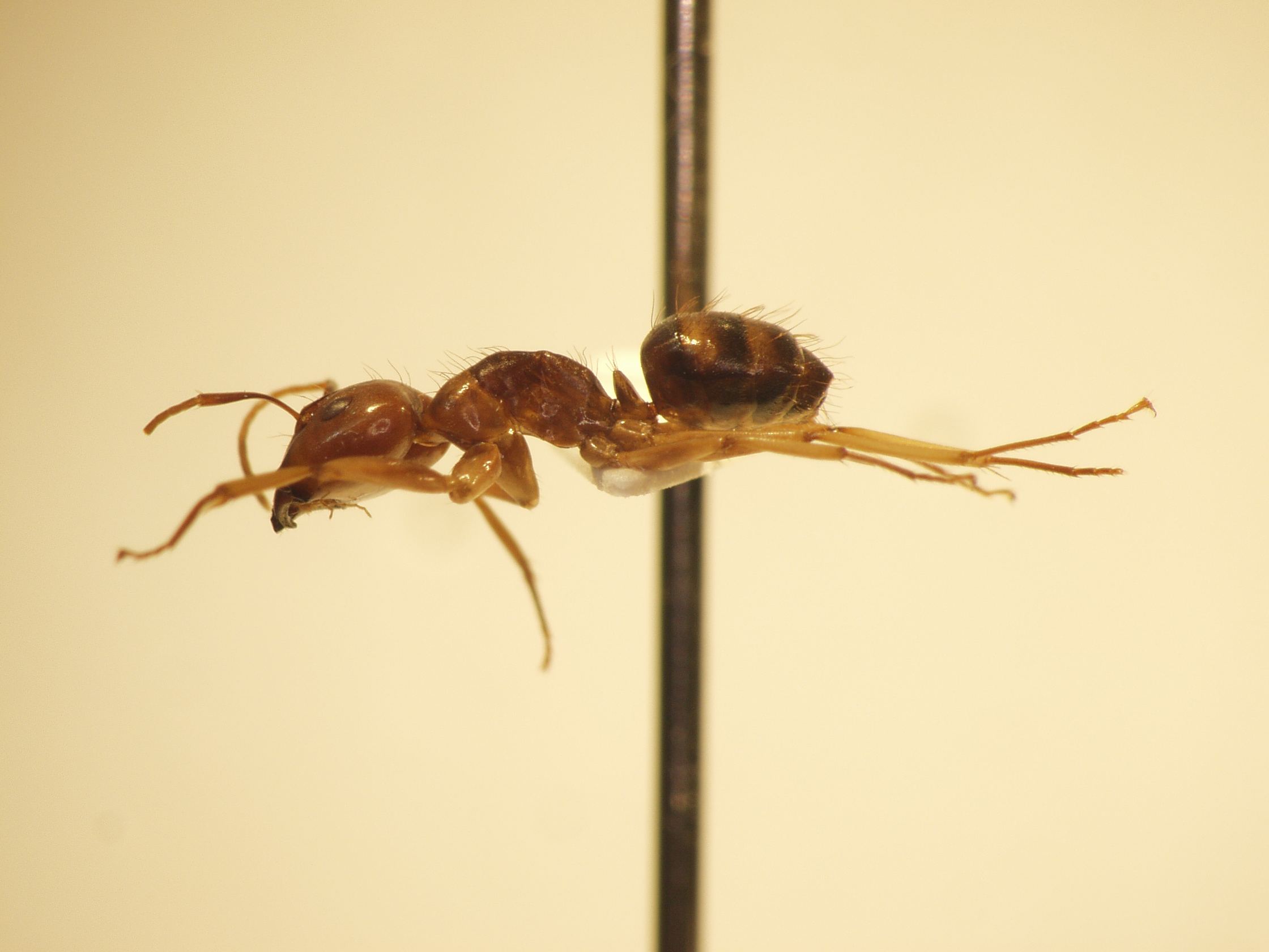 Camponotus 56 lateral