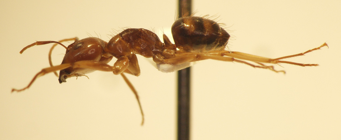 Camponotus 56 lateral