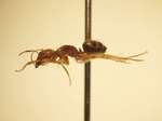 Camponotus 56 lateral