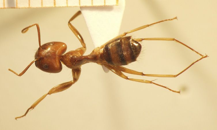 Camponotus 56 dorsal