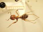 Camponotus 56 dorsal