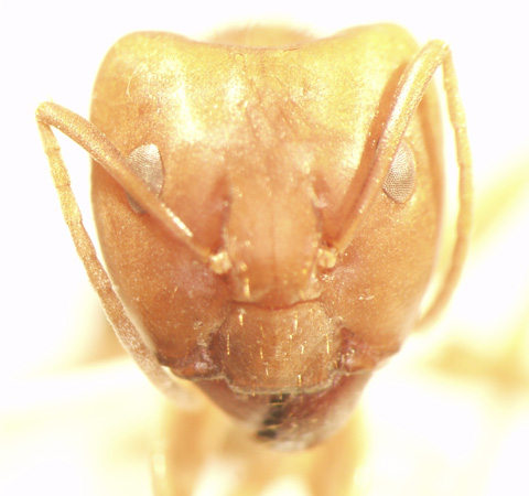 Camponotus 57 frontal