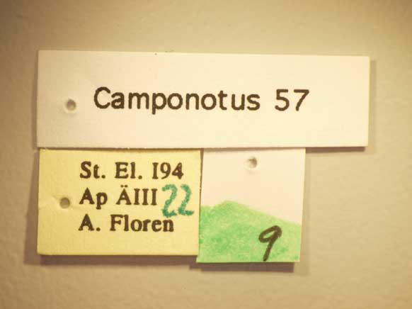 Camponotus 57 Label