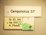 Camponotus 57 Label