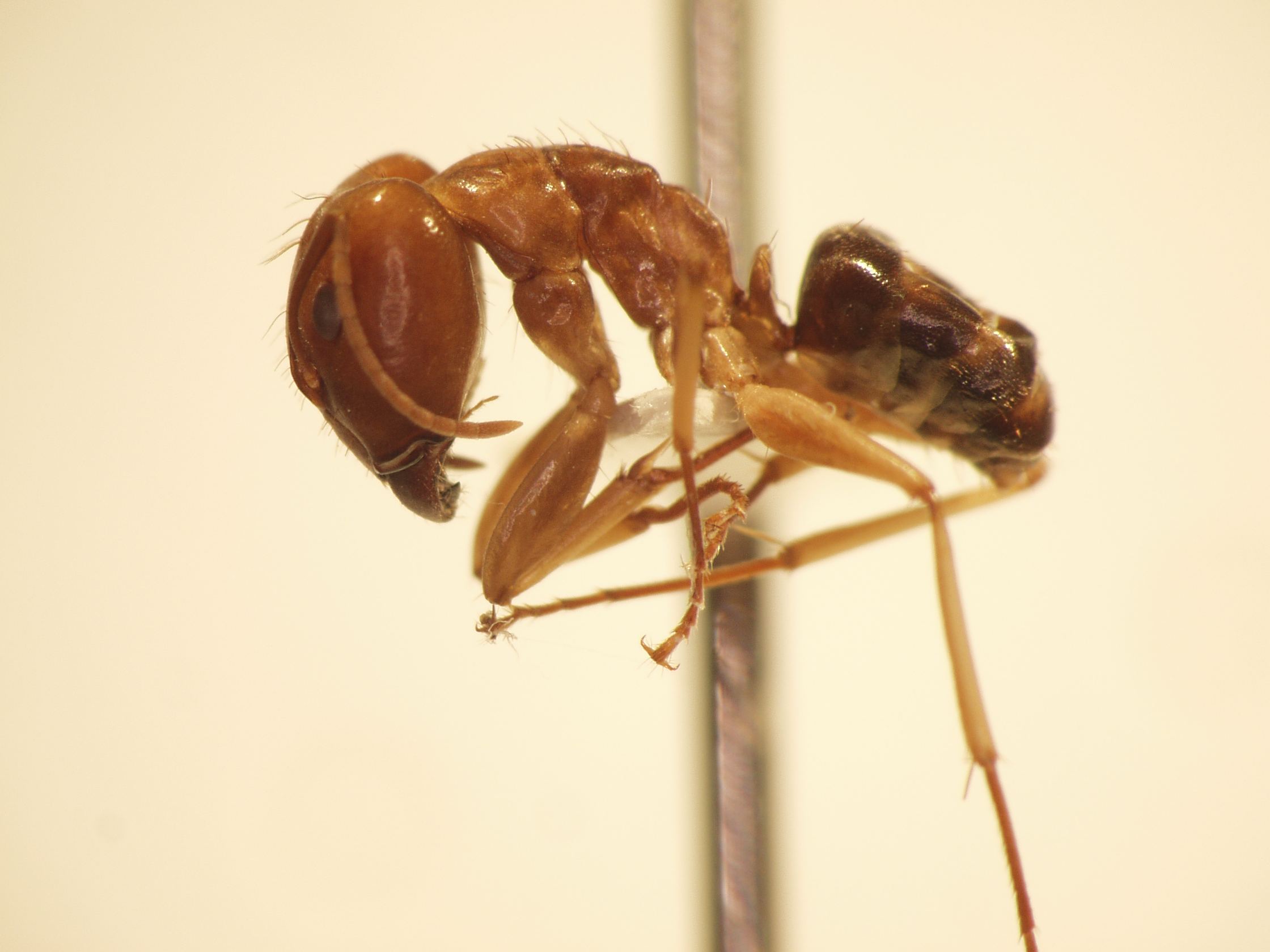 Camponotus 57 lateral