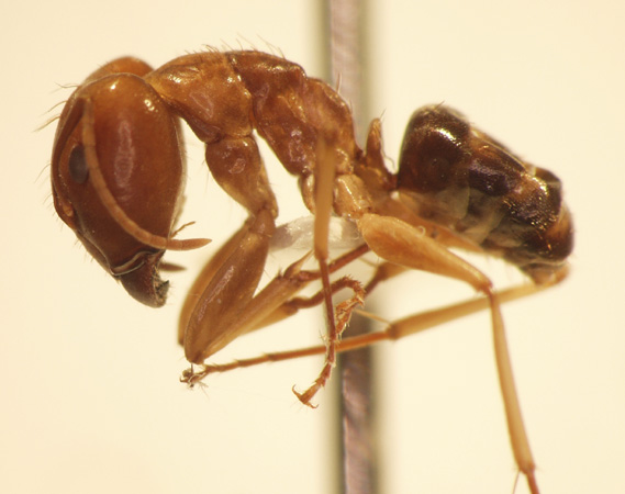 Camponotus 57 lateral