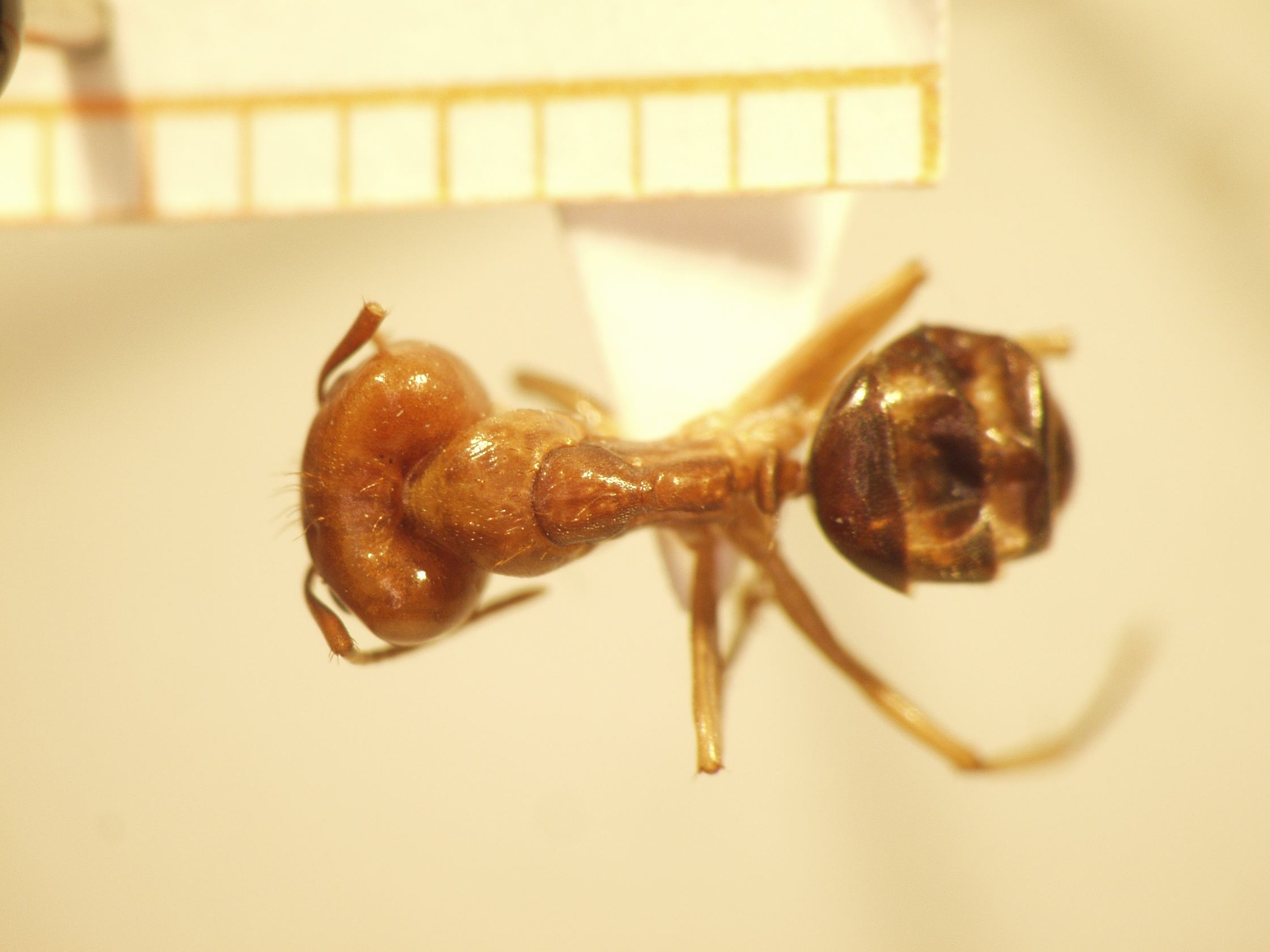Camponotus 57 dorsal
