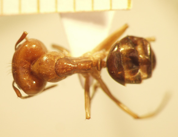 Camponotus 57 dorsal