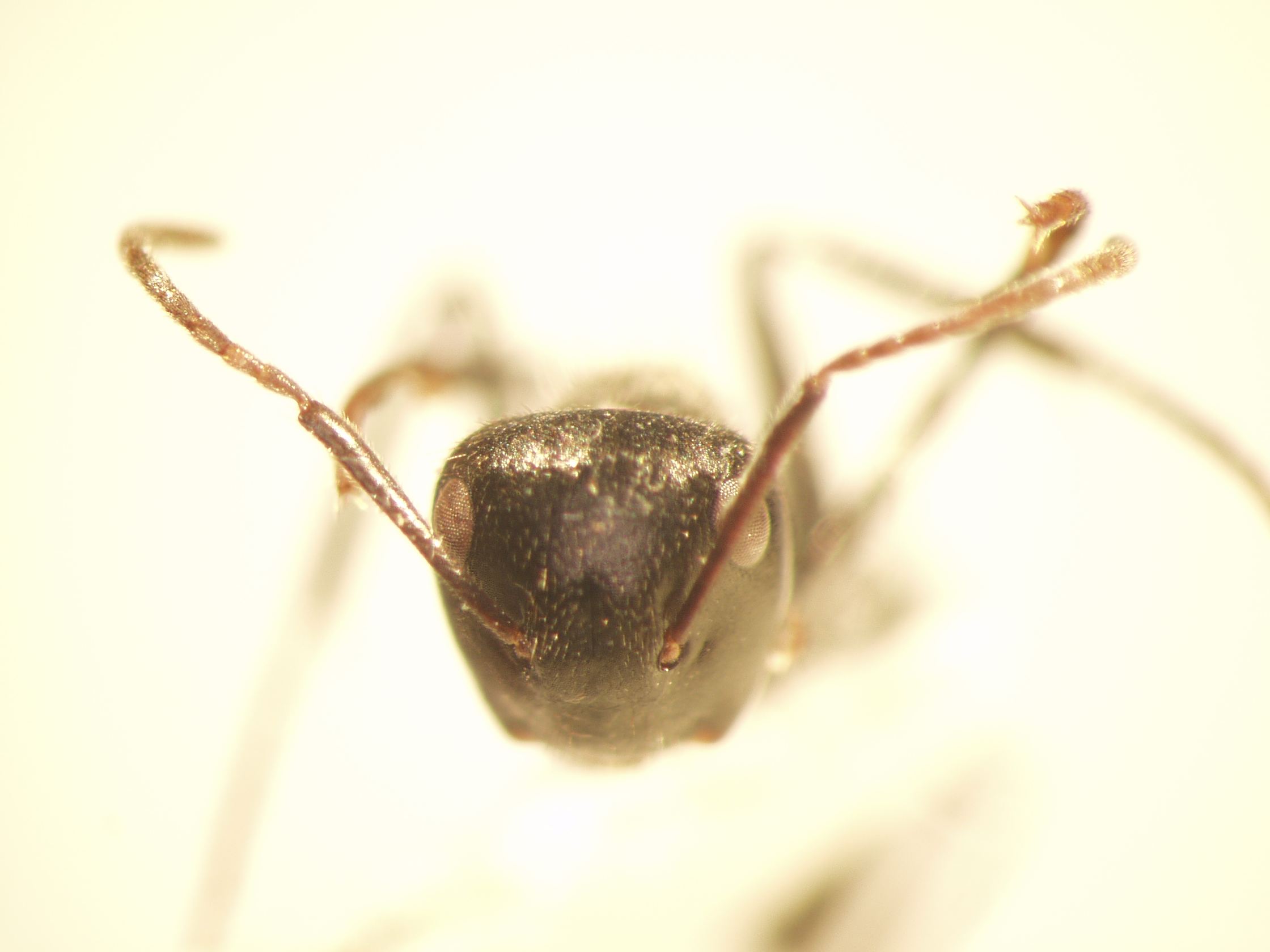 Camponotus 58 frontal