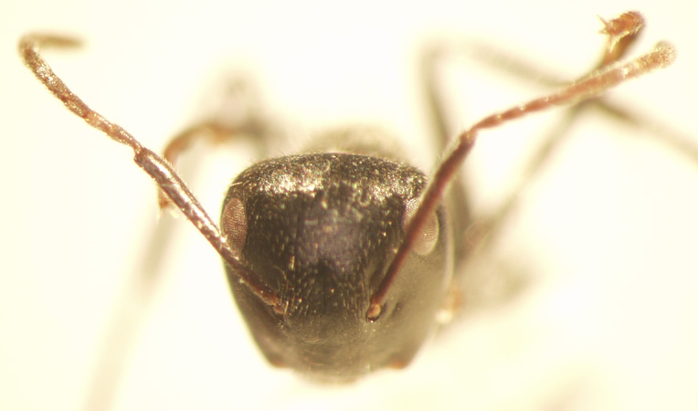 Camponotus 58 frontal