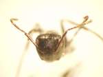 Camponotus 58 frontal