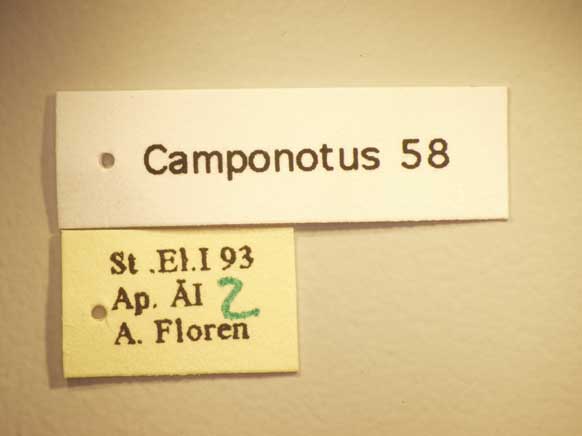 Camponotus 58 Label