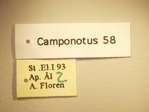 Camponotus 58 Label