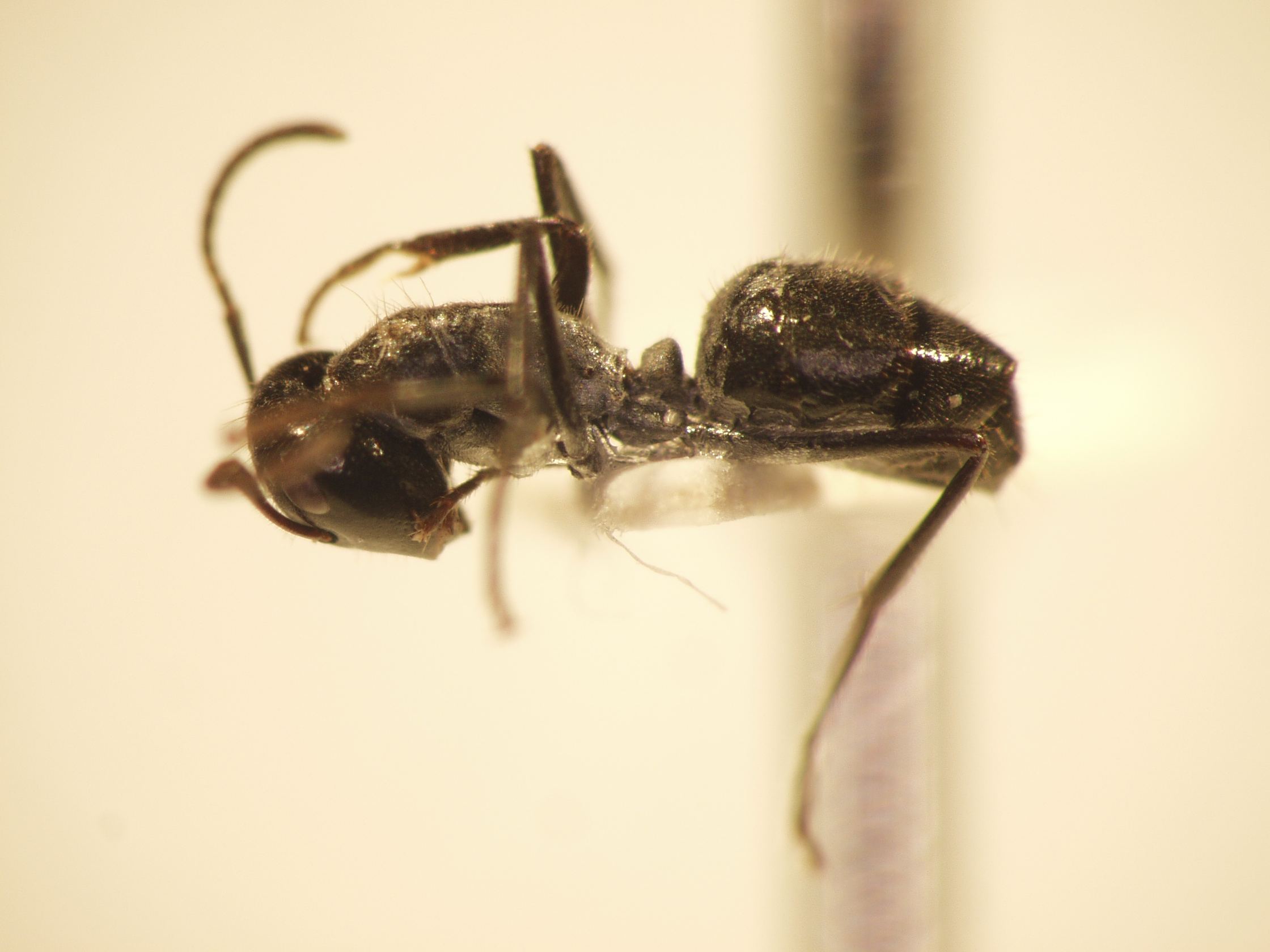 Camponotus 58 lateral