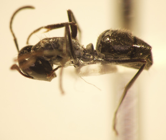 Camponotus 58 lateral