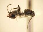 Camponotus 58 lateral