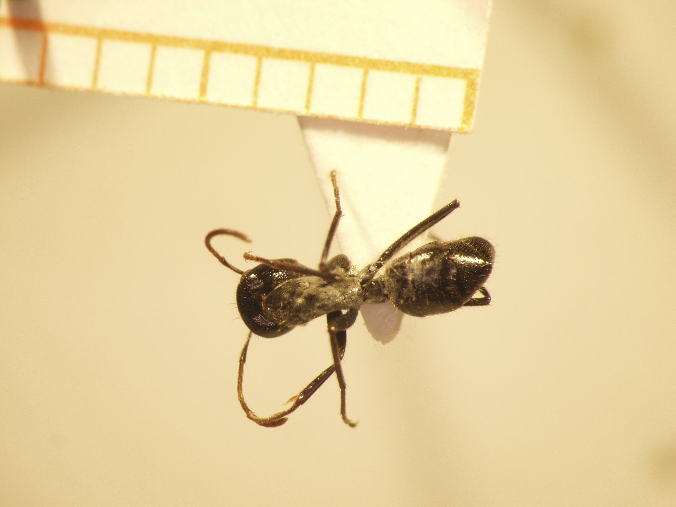 Camponotus 58 dorsal