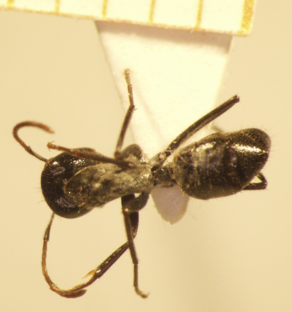 Camponotus 58 dorsal