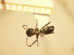 Camponotus 58 dorsal