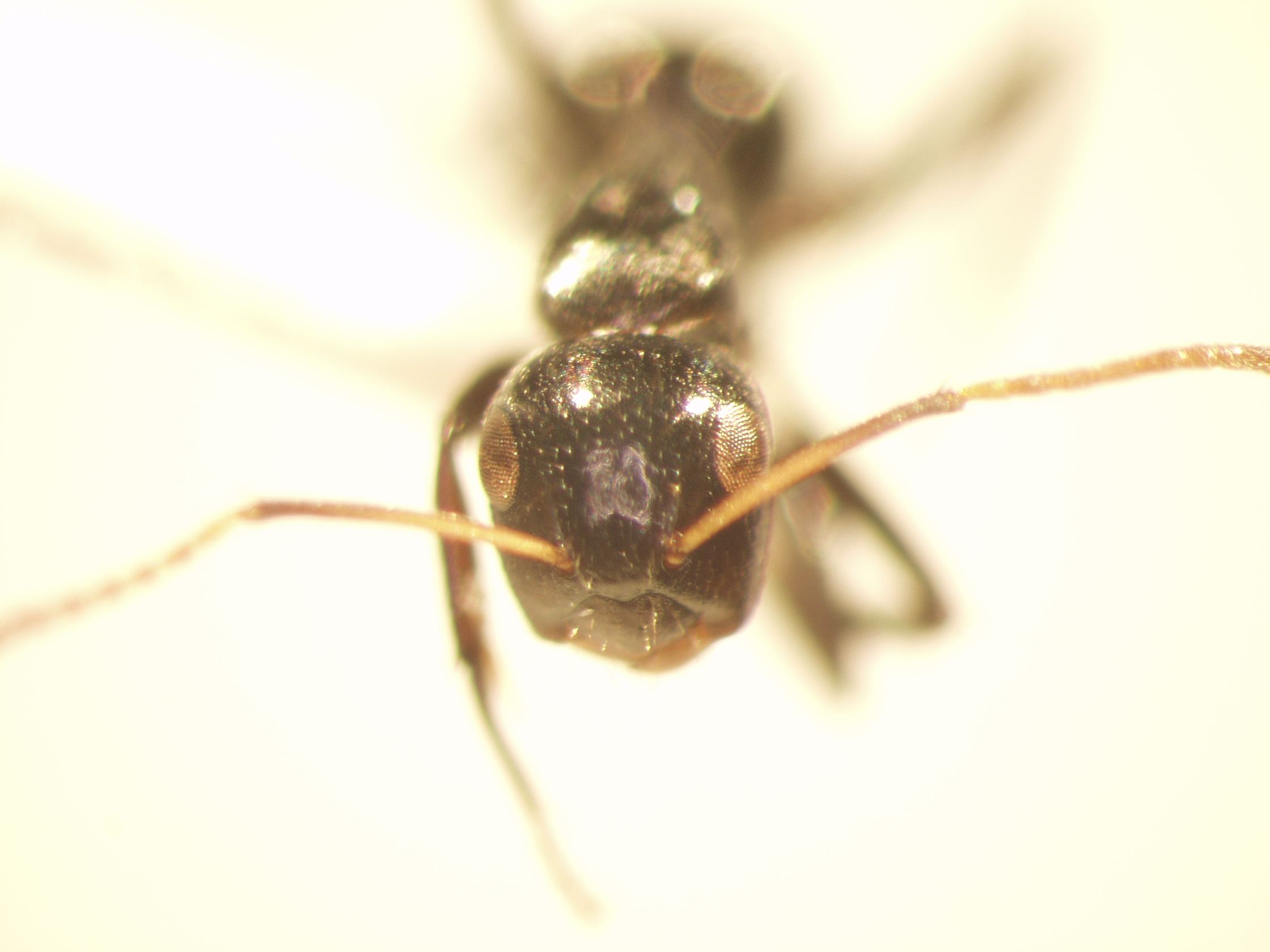 Camponotus 59 frontal