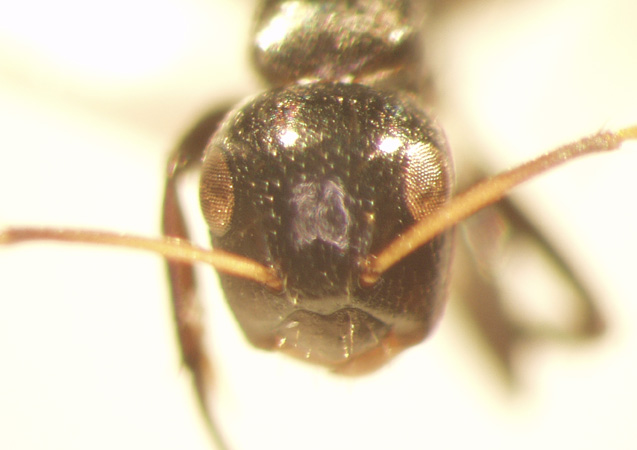 Camponotus 59 frontal