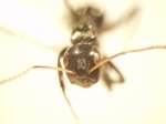 Camponotus 59 frontal