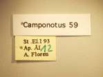 Camponotus 59 Label