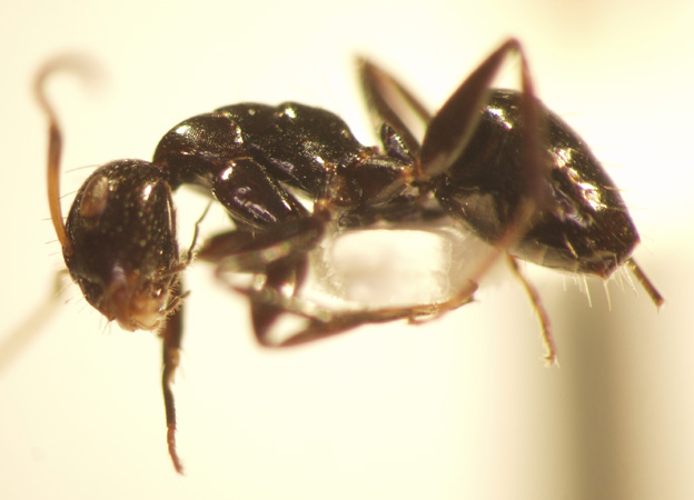 Camponotus 59 lateral