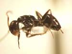 Camponotus 59 lateral