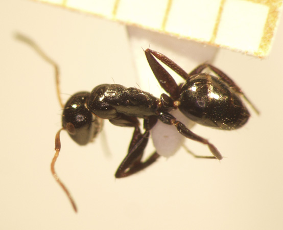 Camponotus 59 dorsal
