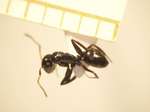 Camponotus 59 dorsal