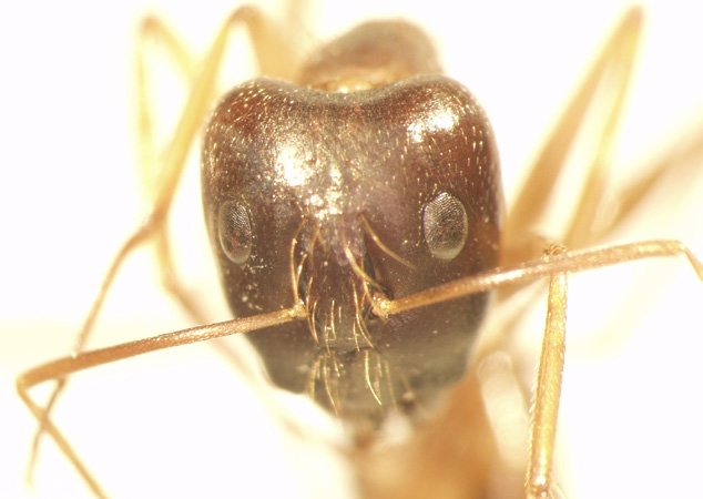 Camponotus 6 frontal