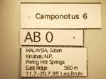 Camponotus 6 Label