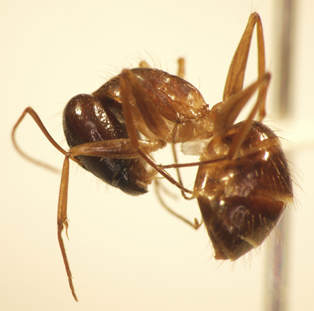 Camponotus 6 lateral