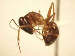 Camponotus 6 lateral