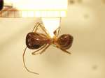 Camponotus 6 dorsal