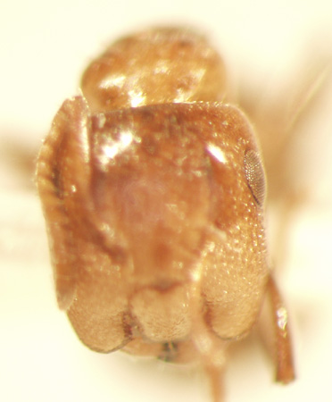 Camponotus 60 frontal