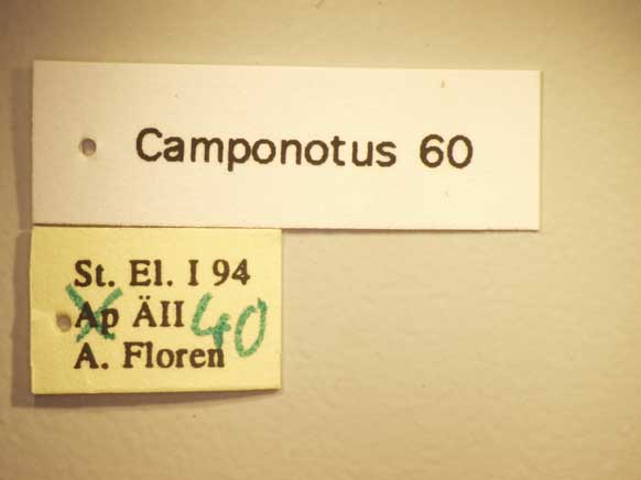 Camponotus 60 Label