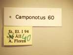 Camponotus 60 Label