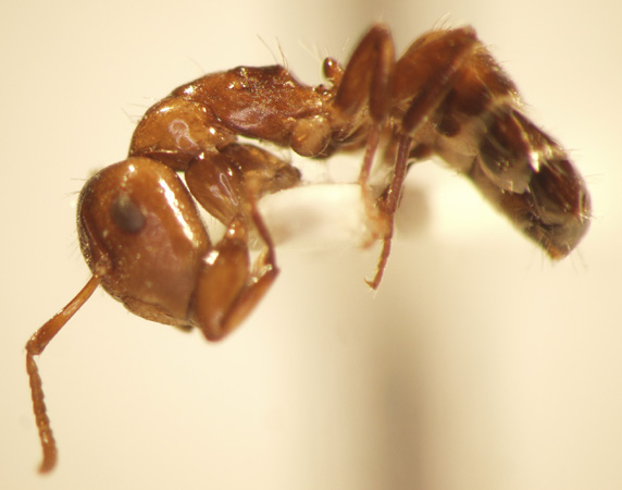 Camponotus 60 lateral