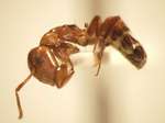 Camponotus 60 lateral